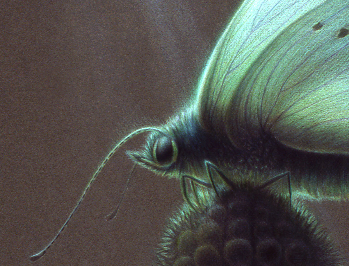 portfolio item image